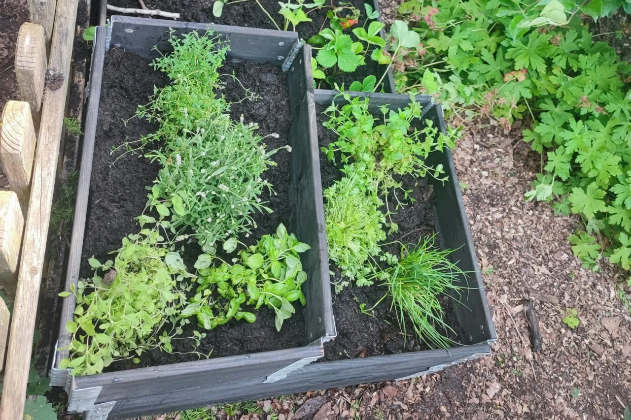 thementag-garten_hochbeet